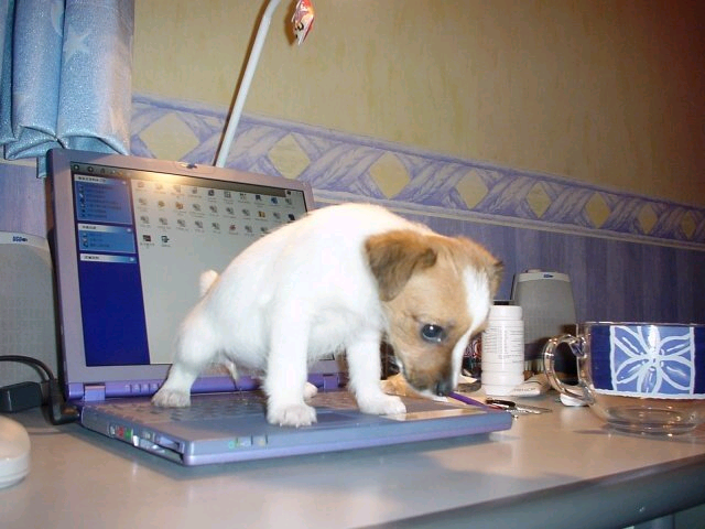 doggy.gif