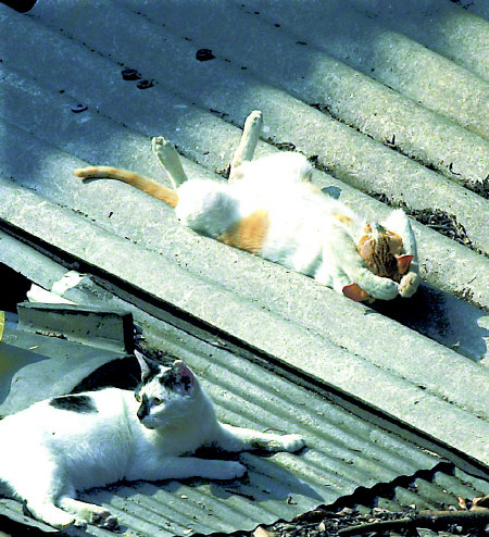 kitty1.jpg