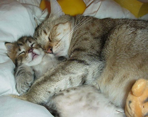 kitty3.jpg